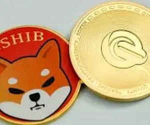 شیبااینو در چه صورت تحسین برانگیز می شود؟