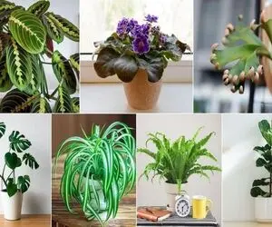 گیاهان آپارتمانی معروف/ اینا تو گلا شاخن اگه داریشون خوش سلیقه ای اگه نه از دنیا عقبی