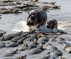 بدایع حیات وحش؛ اسب آبی می خواد بچه اش رو از قبرستان کوکودیل ها سالم عبور بده