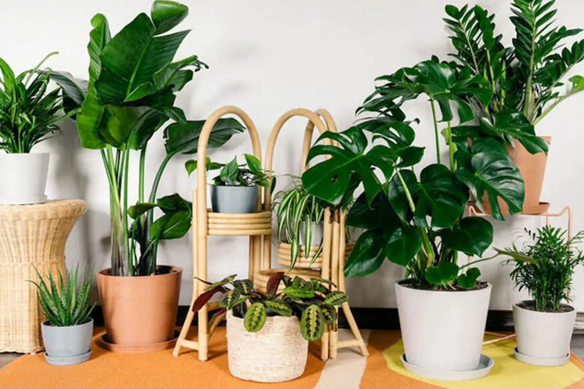 apartment-flower-and-plant