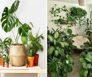 رشد گیاهات کمه؟ دوس داری مثل گیاهای اینستایی باشن؟ با این ترفندا با سرعت نور قد میکشن