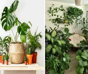 رشد گیاهات کمه؟ دوس داری مثل گیاهای اینستایی باشن؟ با این ترفندا با سرعت نور قد میکشن