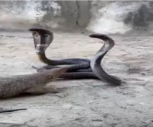 مستند حیات وحش؛ لحظه تکان دهنده ای که مانگوس تسلیم زهر مار شد