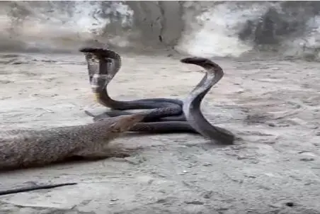 مستند حیات وحش؛ لحظه تکان دهنده ای که مانگوس تسلیم زهر مار شد