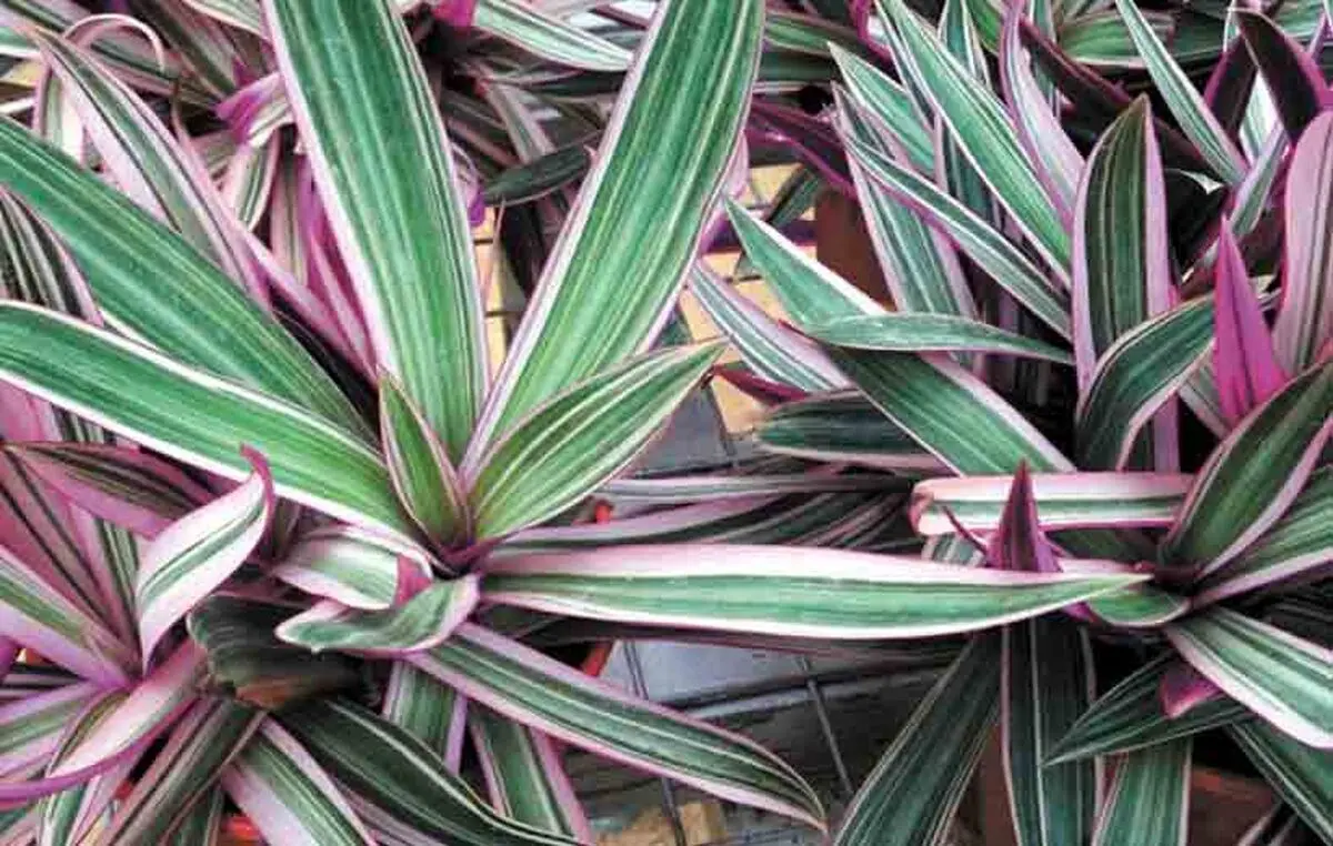 method-of-maintaining-Musa-in-the-cradle-plant-03