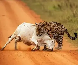 بدایع حیات وحش / گاو تاوان سرشاخ شدن با پلنگ چشم قشنگ را با جان پرداخت