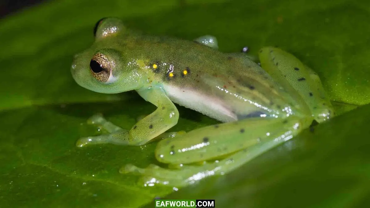 Glass-Frogs