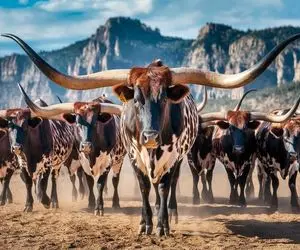 گاوهای باورنکردنی؛ با تزریق هورمون گاو عضله ای شد شاخ 20متریشو میبرن برای ساخت قداره