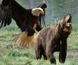 مستند حیات وحش / خرس ابلهانه با عقاب درگیر شد تا بچه هاش رو بخوره