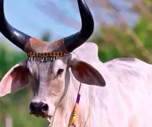 فرآوری گاو؛ گاو های کوهان دار که یه گالن شیر میدن شاخشونم به کلفتی تنه درخته