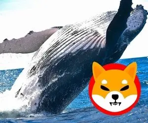 آیا نهنگ ها همچنان به شیبا اینو علاقه مند هستند؟