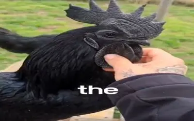 دامداری نوین؛ مرغ و خروس سیاه پرورش میدن ژنشون نایابه تخم و جوجه شونم سیاه میشه