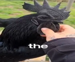 دامداری نوین؛ مرغ و خروس سیاه پرورش میدن ژنشون نایابه تخم و جوجه شونم سیاه میشه