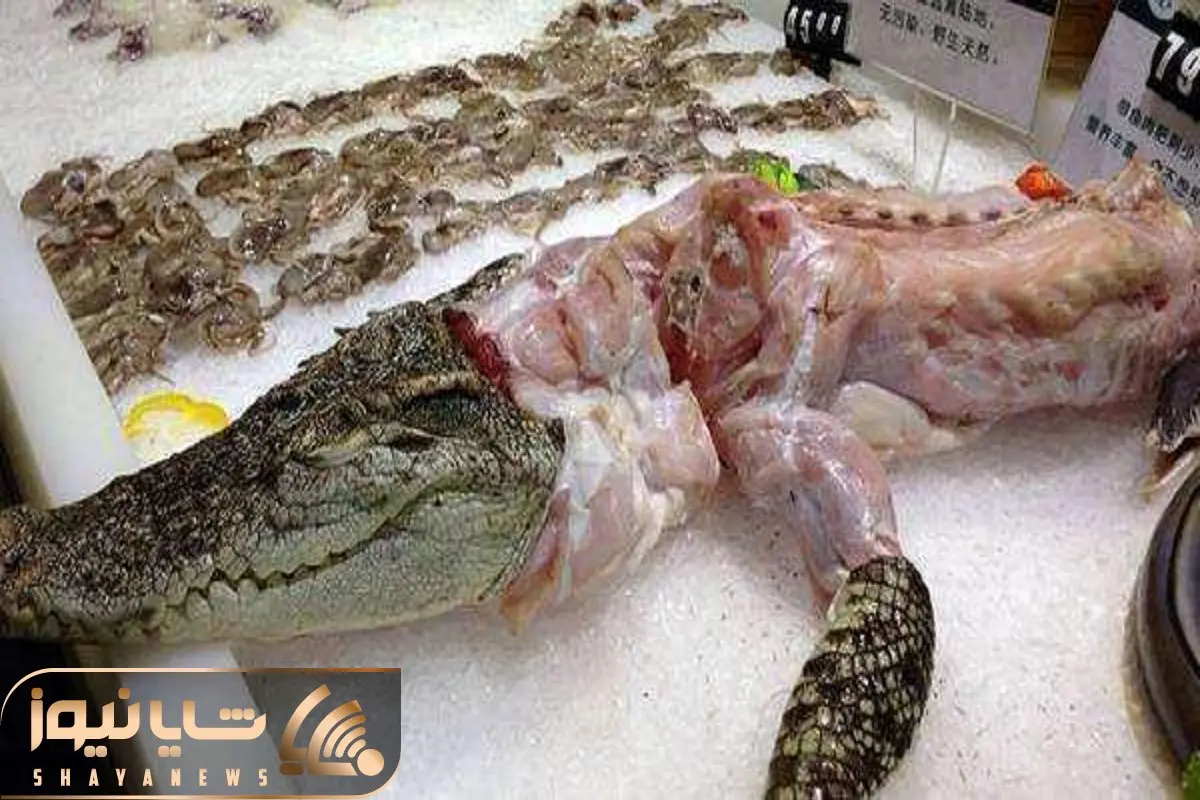 فرآوری تمساح؛ کروکودیل سر از تخم درآورد میذارن دستگاه چاق شد میلیاردی میفروشن