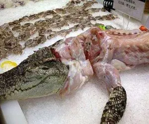 فرآوری تمساح؛ کروکودیل سر از تخم درآورد میذارن دستگاه چاق شد میلیاردی میفروشن