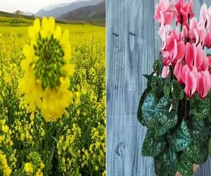 گیاهایی که سرما و باد پاییز رو می‌ تونن تحمل کنن/ بدون دردسر و نگرانی پاییز رو رد کن