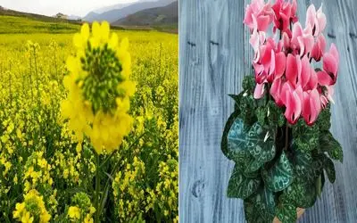 گیاهایی که سرما و باد پاییز رو می‌ تونن تحمل کنن/ بدون دردسر و نگرانی پاییز رو رد کن