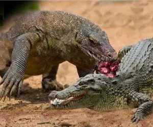مستند حیات وحش / در جدال مذبوحانه تمساح و کومودو سلطه از آن که میشود؟