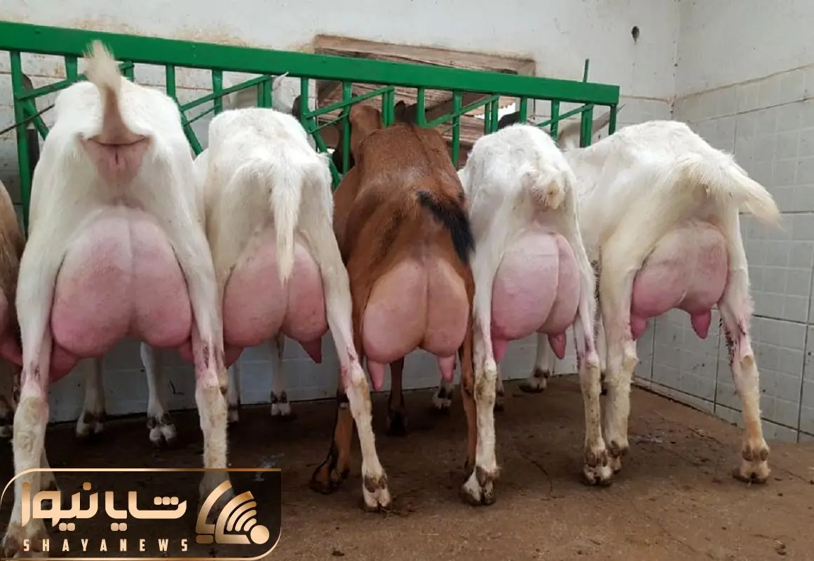 فرآوری بز؛ بز به قدری شیر داره زورش نمیرسه نگه داره و همون جان نشست تا دوشیده شه