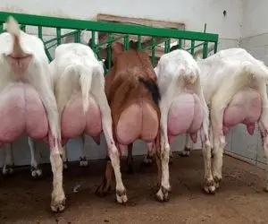 فرآوری بز؛ بز به قدری شیر داره زورش نمیرسه نگه داره و همون جان نشست تا دوشیده شه