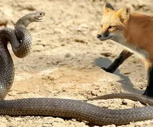 از جذابیت های حیات وحش؛ مارپیتون روباه رو بلعید و نتونست قورت بده؛ اگه دلشو نداری نبین!