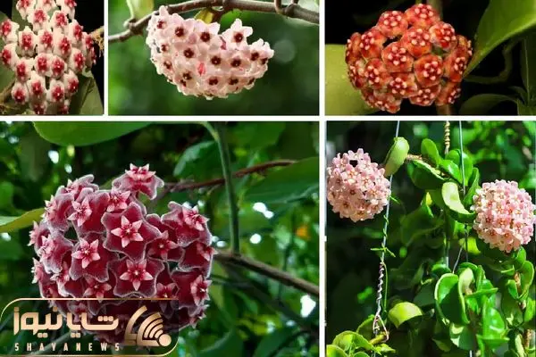 هویا کارنوزا