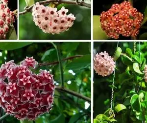 "هویا کارنوز" یه گل زینتی که با گیس های فرفریش به خونَت رنگ میده؛ نگهداریشَم آسونه!