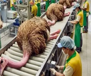 مستند فرآوری؛ شترمرغ دراز ناز بعد تخم گذاری مستقیم میره صف قصابی برای پر و گوشت لوکس