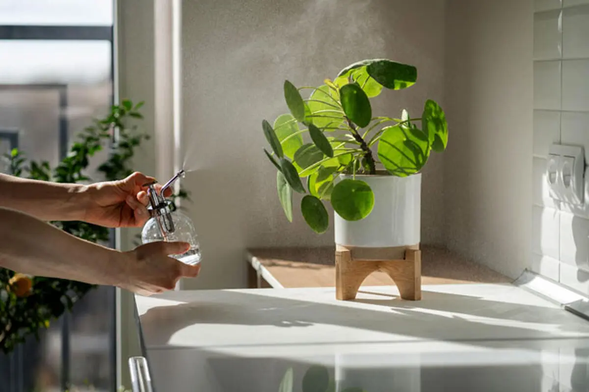 growing-houseplants9