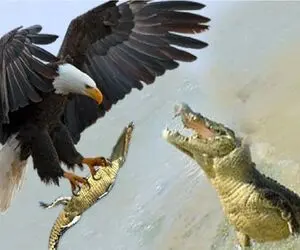مستند حیات وحش؛ عقاب بچه کروکودیل را دزدید