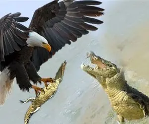 مستند حیات وحش؛ عقاب بچه کروکودیل را دزدید