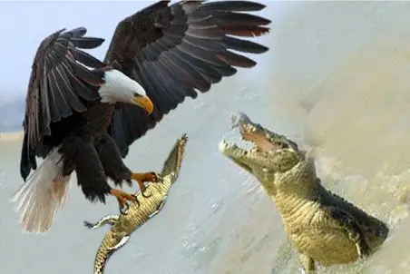 مستند حیات وحش؛ عقاب بچه کروکودیل را دزدید