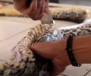 فرآوری مار؛ پیتون رو دل و جیگرش رو میریزن بیرون تا برسن به گوشت بدون استخوانش