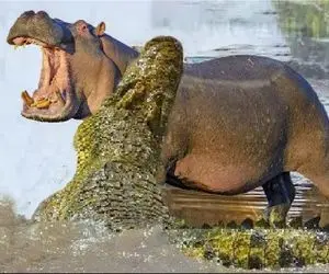 مستند حیات وحش / عناد بیدادگرانه تمساح و اسب آبی