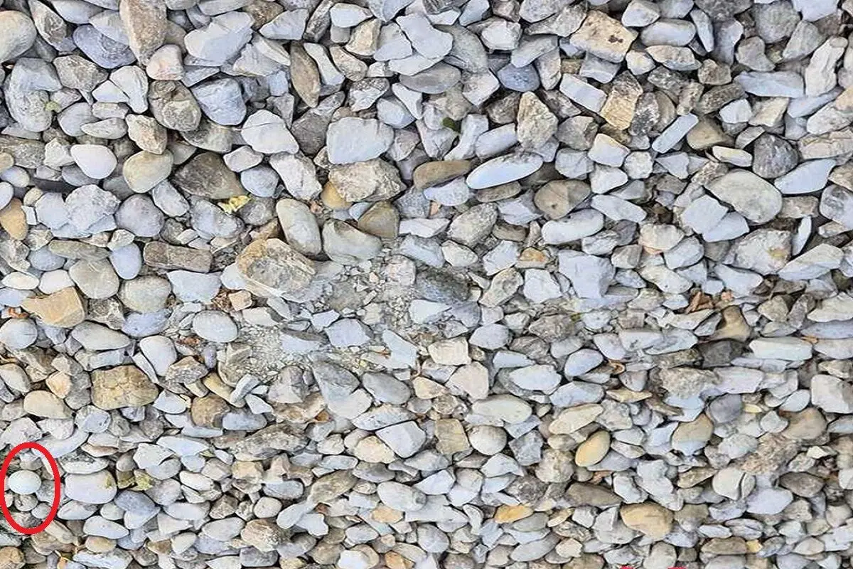 گلف2