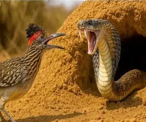 مستند حیات وحش /  صحنه دلهره آور خورد کردن جمجمه مار توسط رودرانر سمج