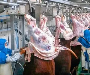 فرآوری گوساله؛ گاو های گوشتی رو با تکنولوژی کشتار میکنن لنگ آویزون پوست میکنن