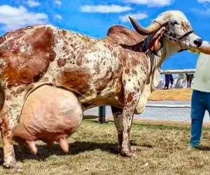 فرآوری گاو؛ این گاو نژادش جوری که هر چی میخوره شیر میشه امان از روزی که ندوشن