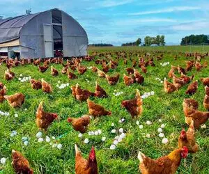 مرغداری مدرن؛ مرغو به روش گلخونه‌ای برای شیرش پرورش میده بعد بهره کشی قتل عام میکنه 