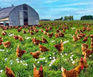 مرغداری مدرن؛ مرغو به روش گلخونه‌ای برای شیرش پرورش میده بعد بهره کشی قتل عام میکنه 