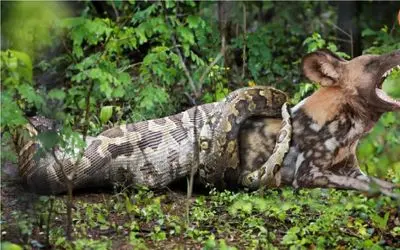 جنگ حیات وحش/ پیتون کله گراز رو یکجا بلعید بعدش تو گلوش گیر میکنه