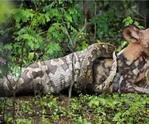 جنگ حیات وحش/ پیتون کله گراز رو یکجا بلعید بعدش تو گلوش گیر میکنه