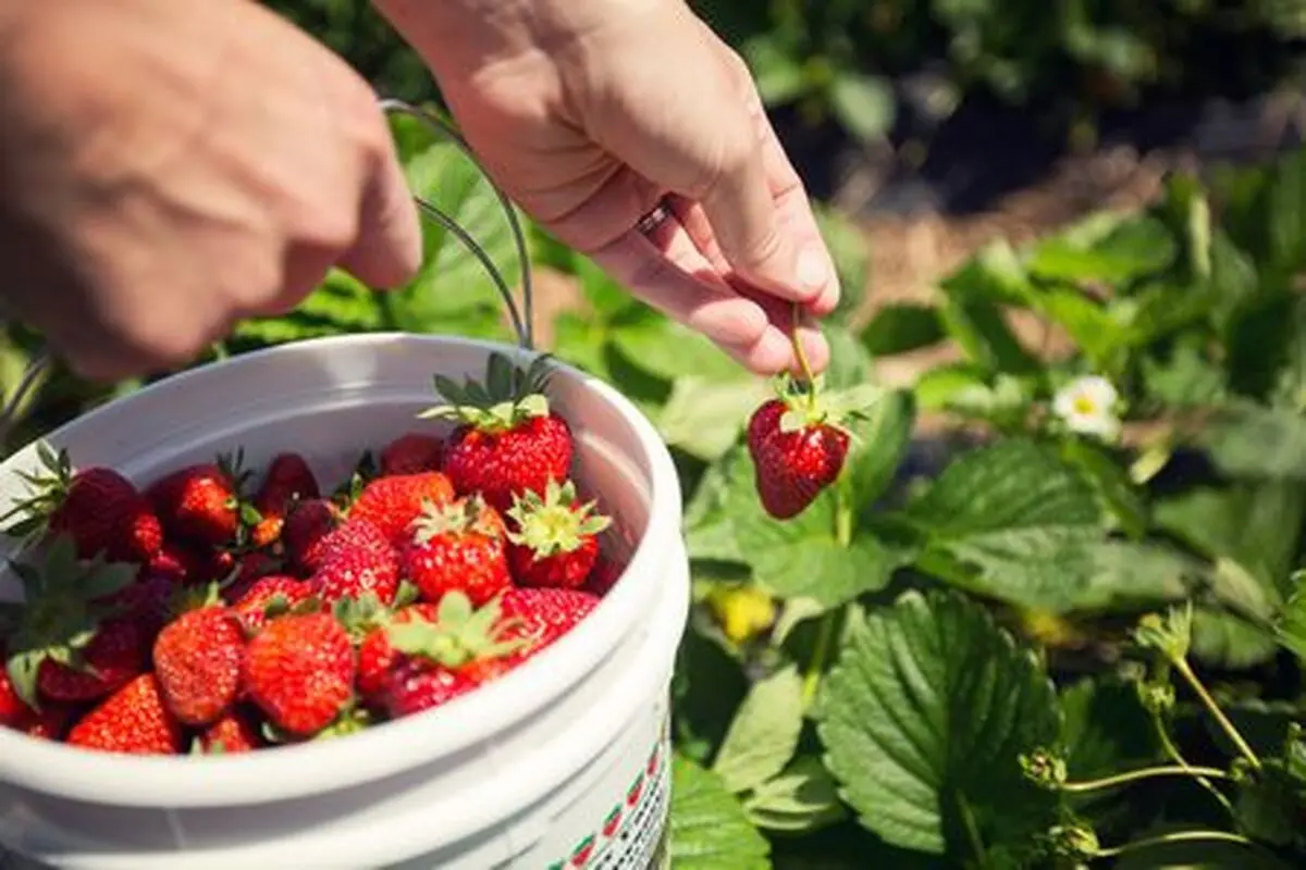 Harvesting-Strawberries2-56a346ae3df78cf7727ca637