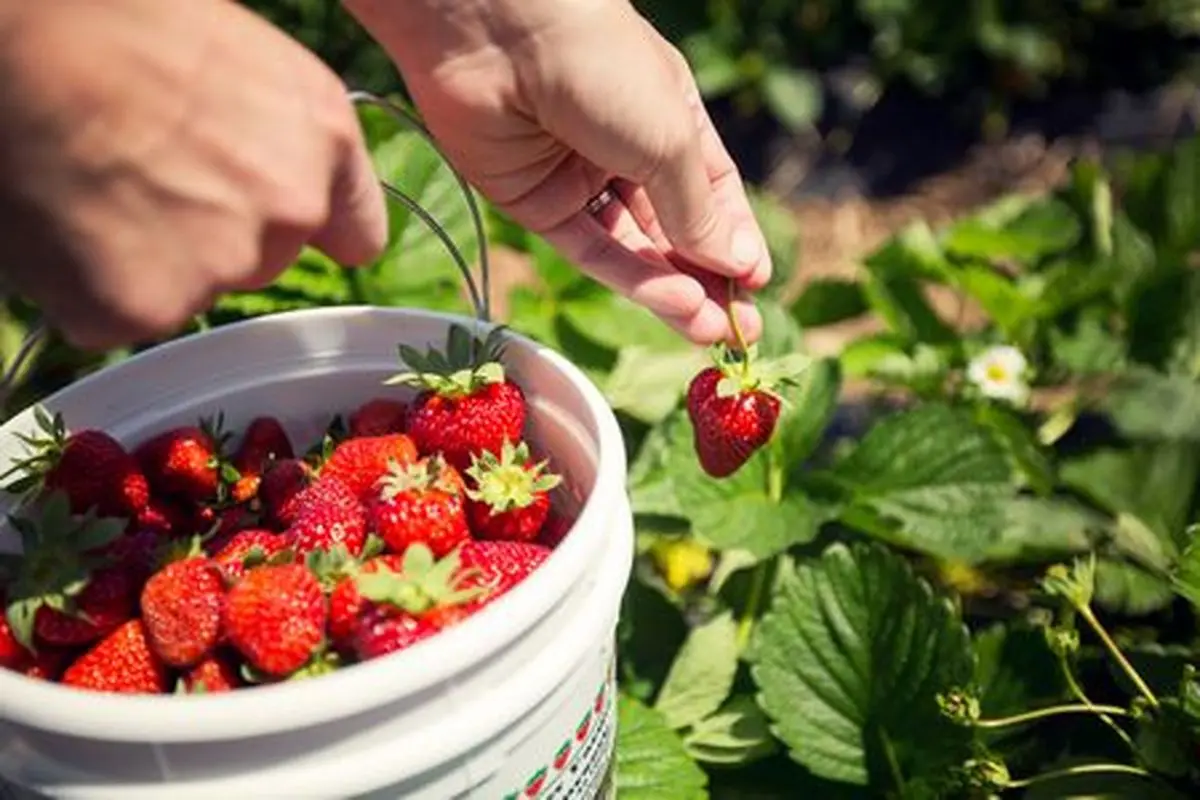 Harvesting-Strawberries2-56a346ae3df78cf7727ca637