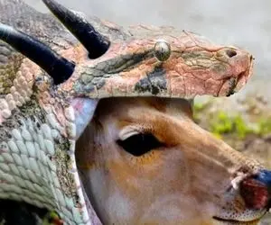 از جذابیت های حیات وحش؛ پیتون بزرگ اومد گوزن رو بخوره شاخ تیزش ندید سوراخ شد