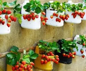 ایده های خلاقانه؛ کار نشد نداره باغچه دوست داری ولی نداریش خب برو تو کار ایستاده ها