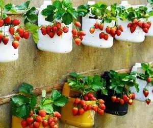 ایده های خلاقانه؛ کار نشد نداره باغچه دوست داری ولی نداریش خب برو تو کار ایستاده ها