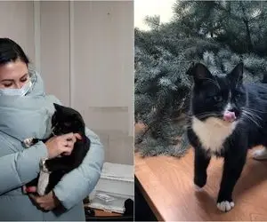 سرگذشت گربه ای که از فرش به عرش رسید!