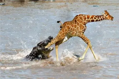 نبرد حیات‌وحش؛ زرافه می‌خواد لقمه بدزده، کروکودیل می‌ره تو فاز لاتی