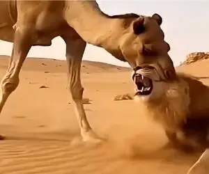 مستند حیات وحش؛ شتر کله شیر عین آدامس انداخت دهنش جویید